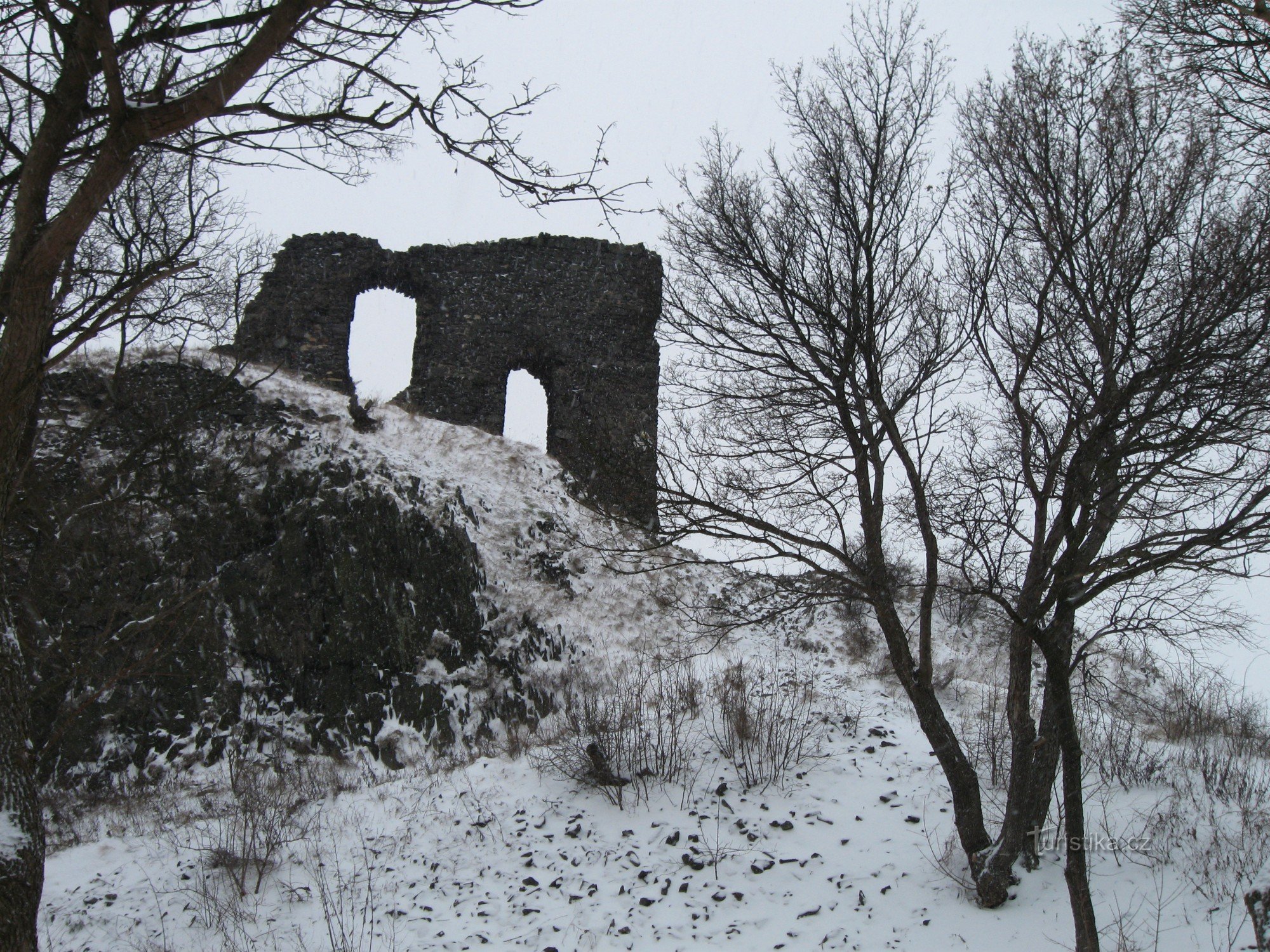 Tulpină