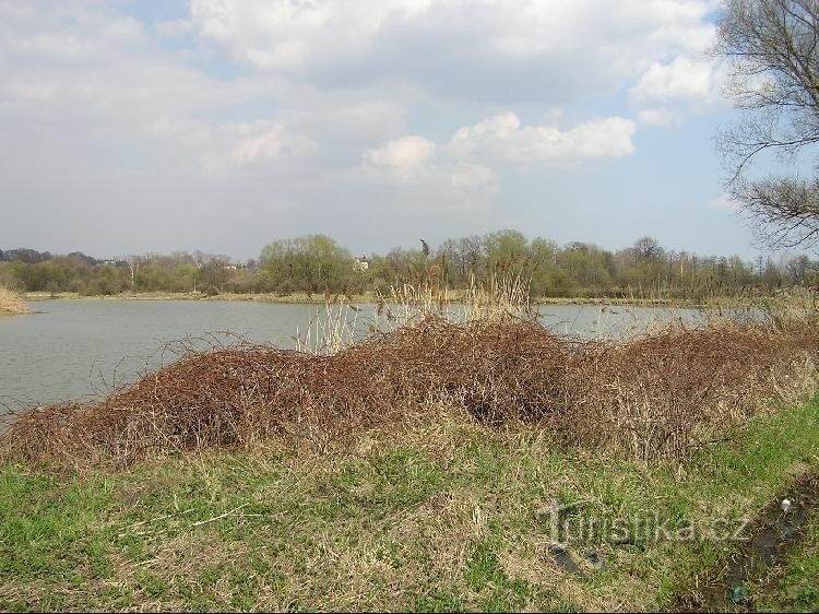 Košťálovický pond: Košťálovický pond