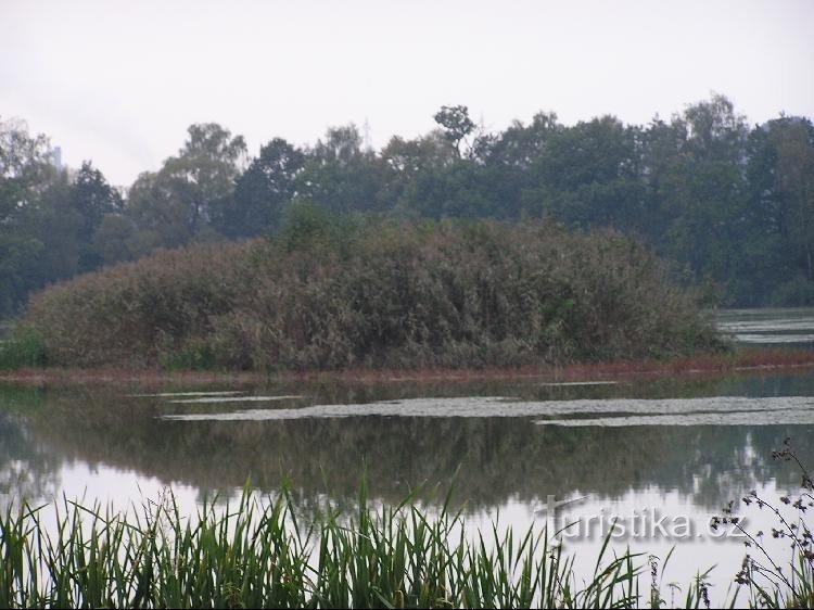 Košťálovický-vijver: Košťálovický-vijver - een eiland in het midden van de vijver