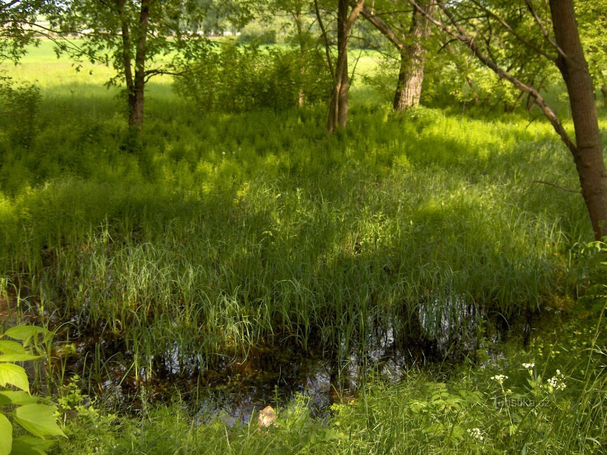 Koštice wetland