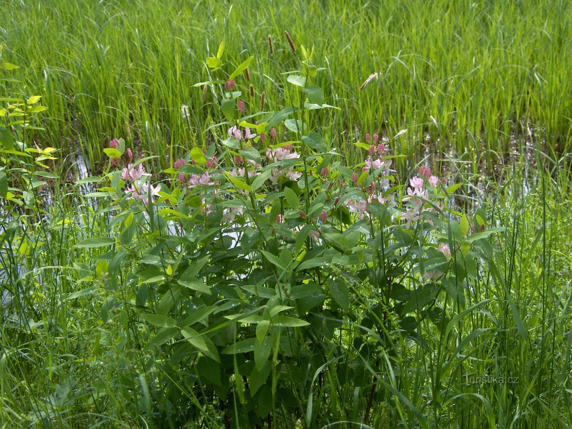 Koštice wetland