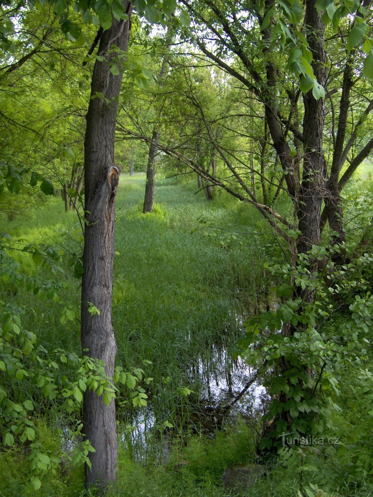 Koštice wetland