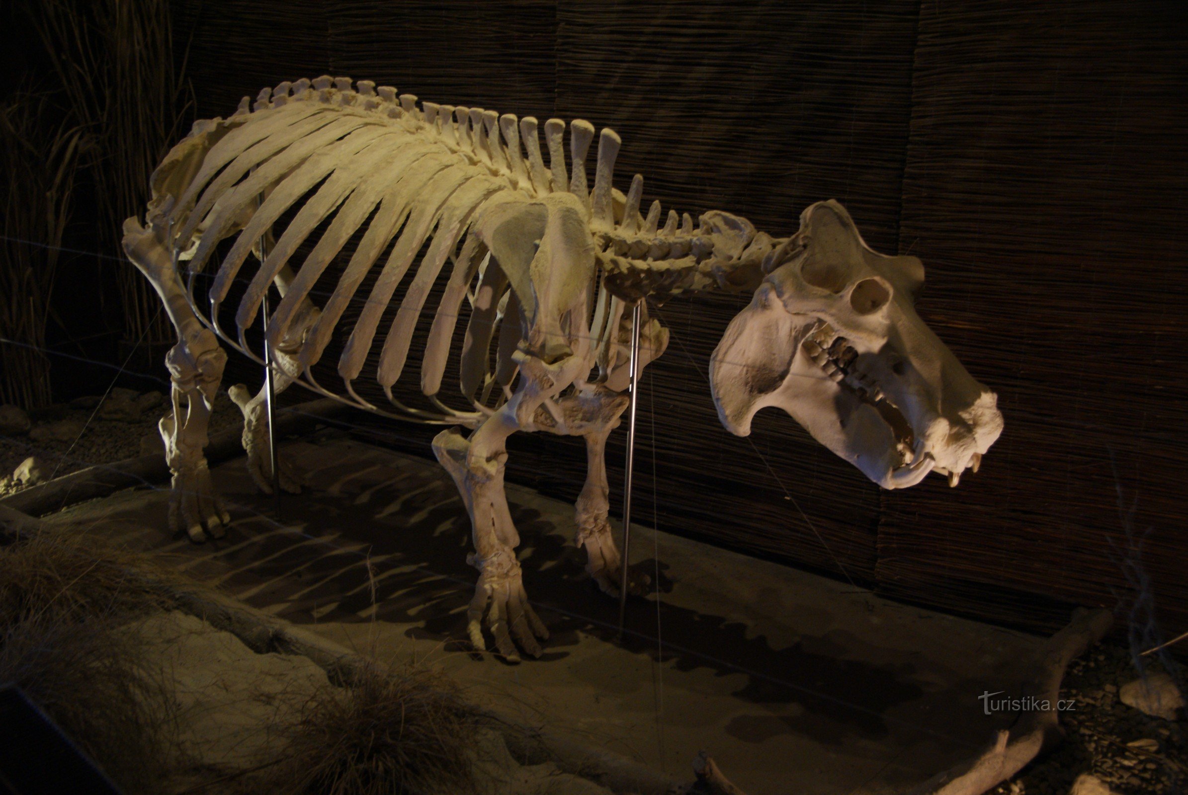 squelette d'hippopotame