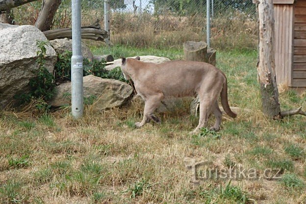 Kotnov та Větrovy ZOO