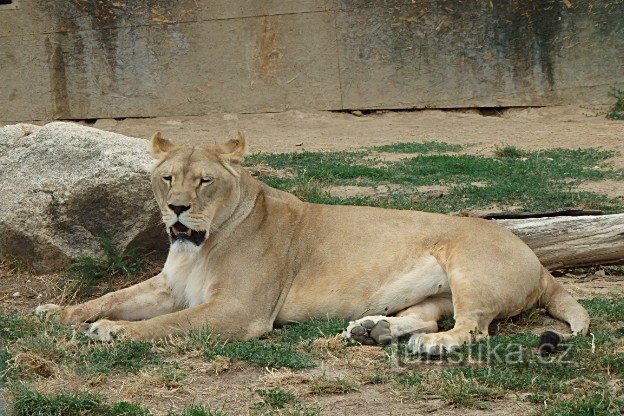 Kotnov en Větrovy ZOO