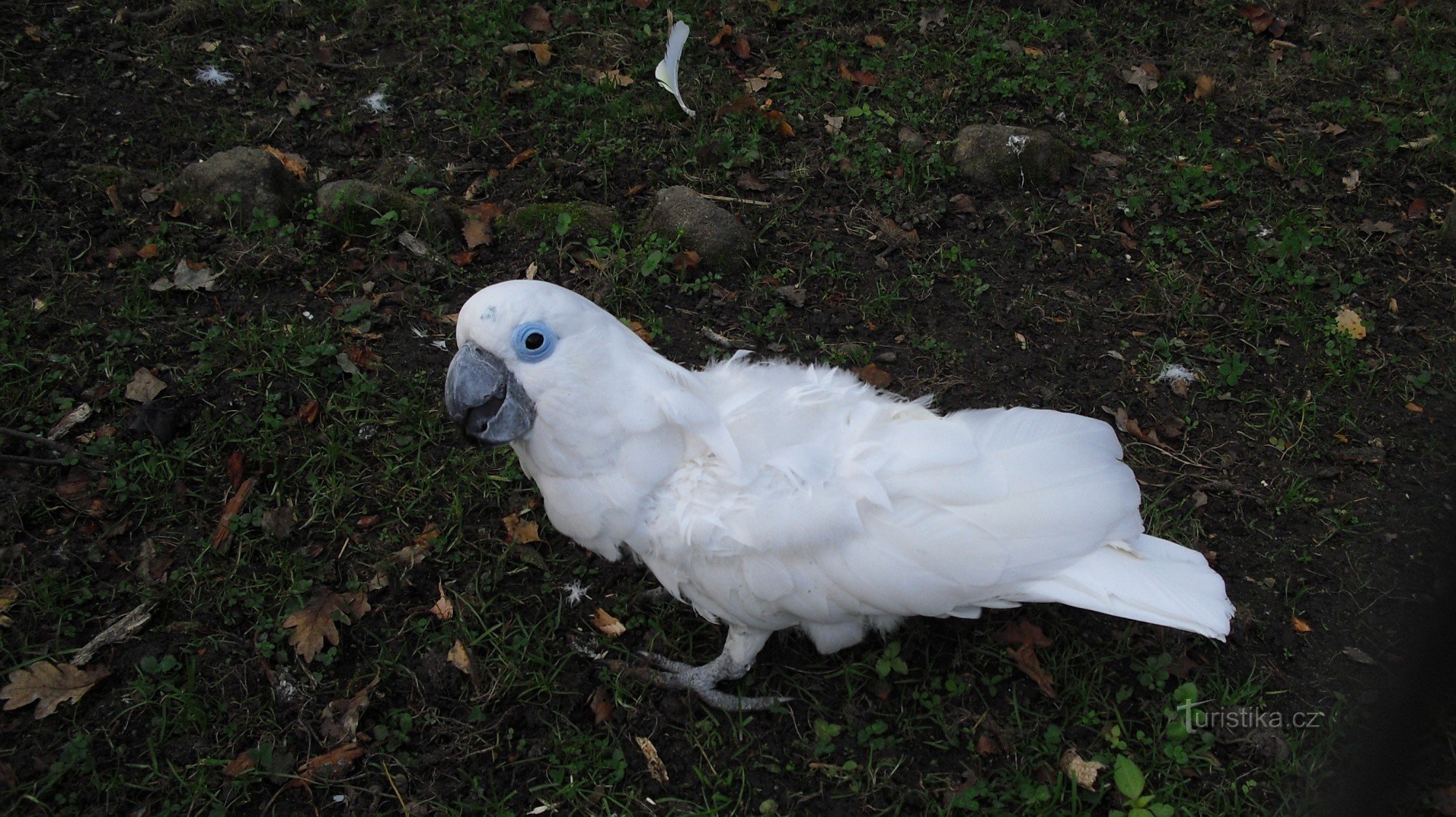 Olhe para trás, minha querida... há uma cacatua parada ali