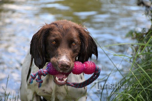 In bad met de hond