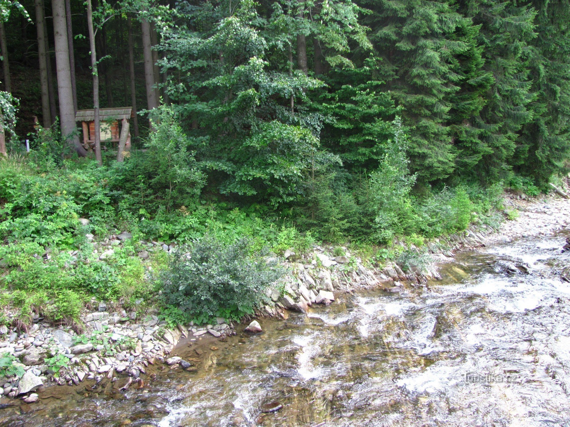 Bosque de cuento de hadas de esquina