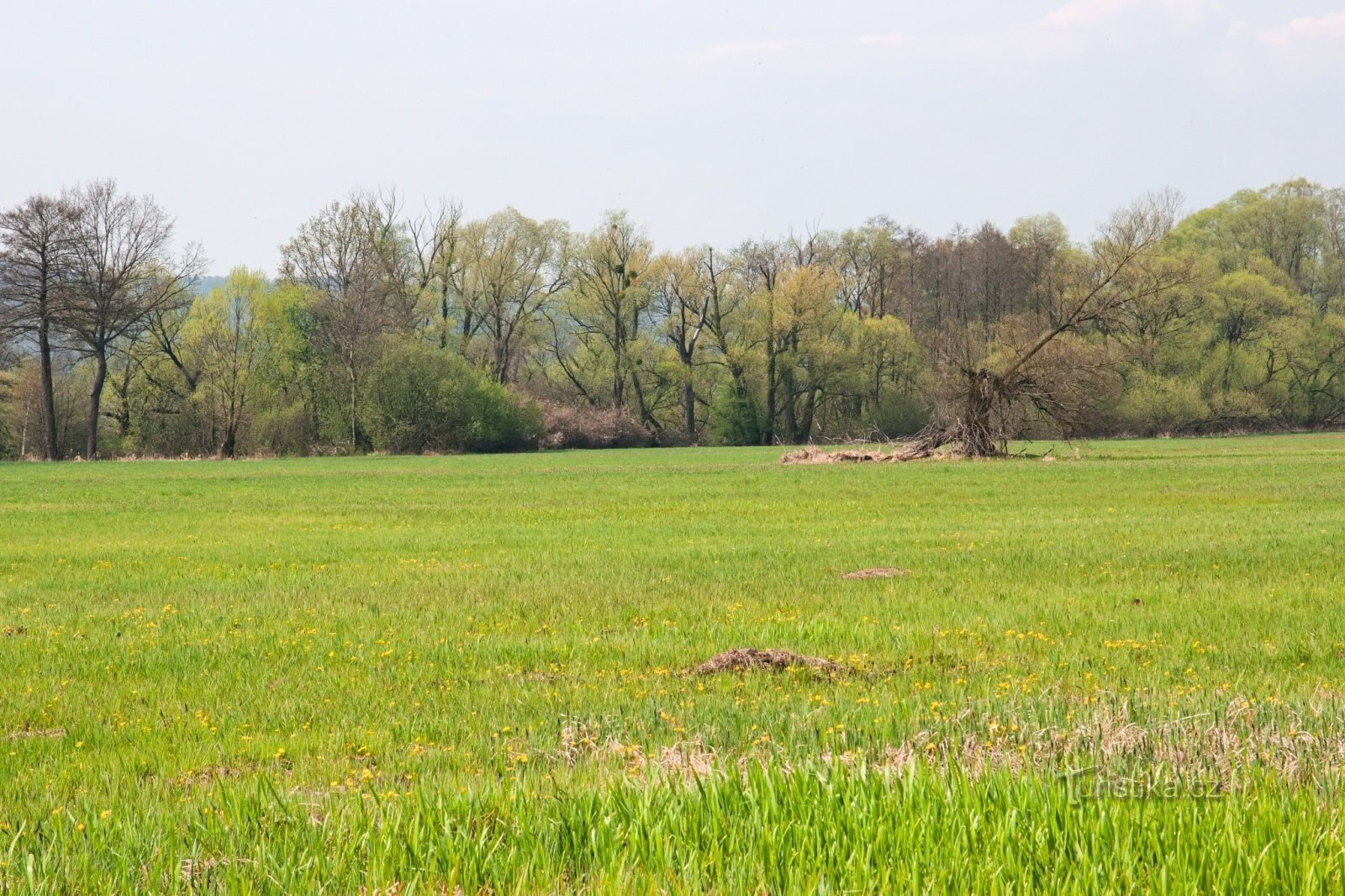 Koutské- und Zábřežské-Wiesen