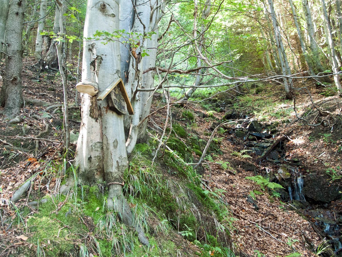 Kouty nad Desnou - Martin's well