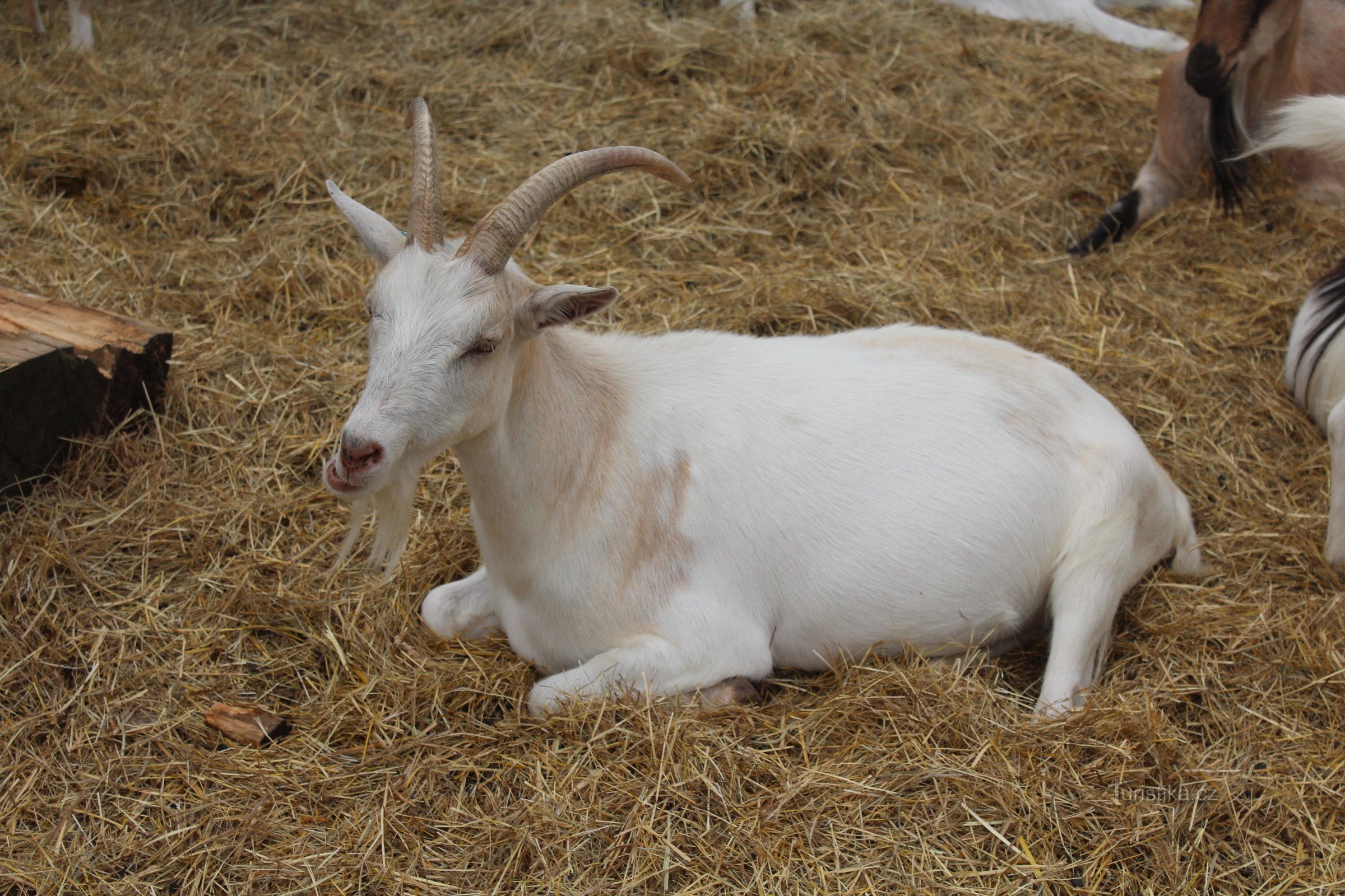 ふれあい動物園のヤギ - お昼寝中だから邪魔しないで！