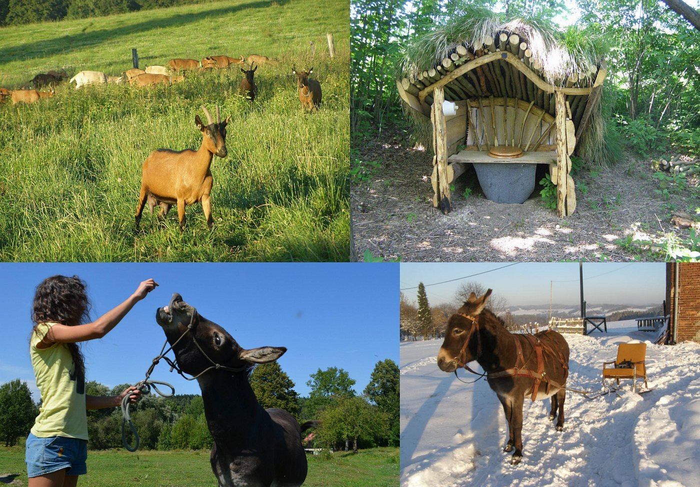 Goat farm Nová Víska