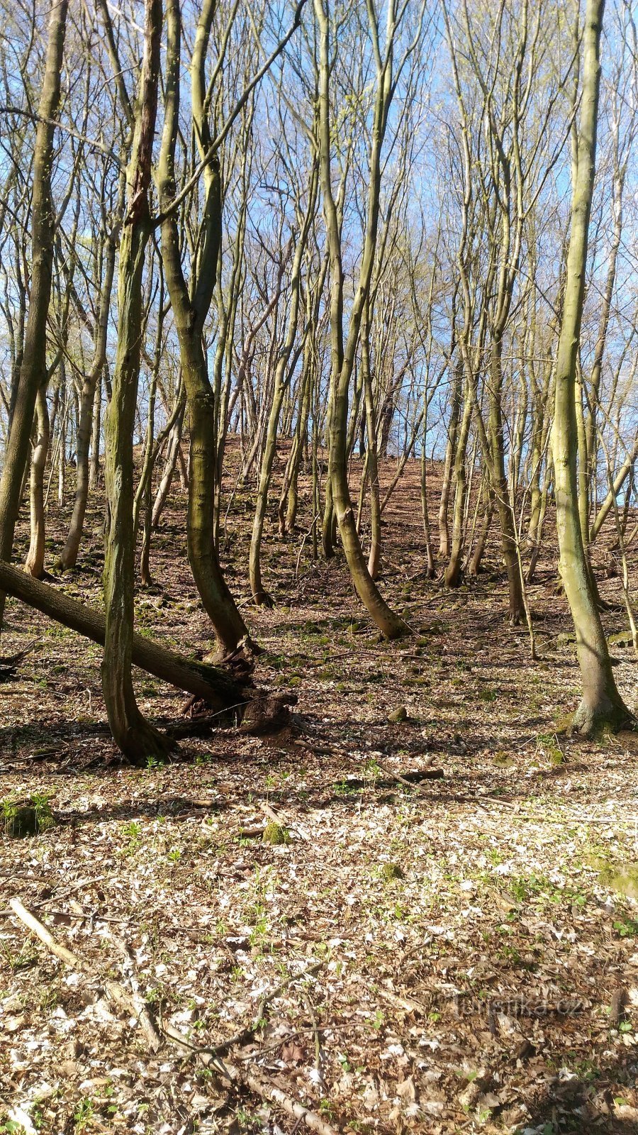 Colline de chèvre