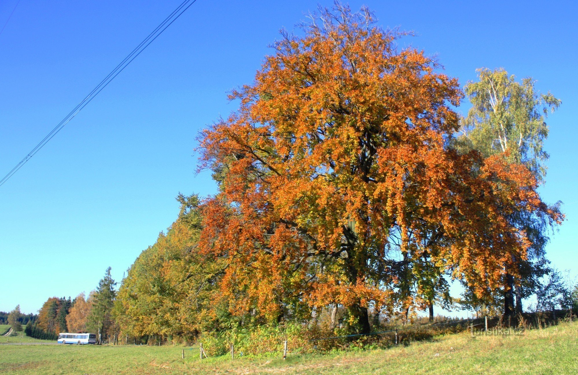 Kozlovský kopec - památný buk