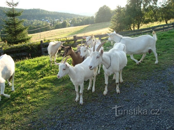 Popovska hora 上的山羊