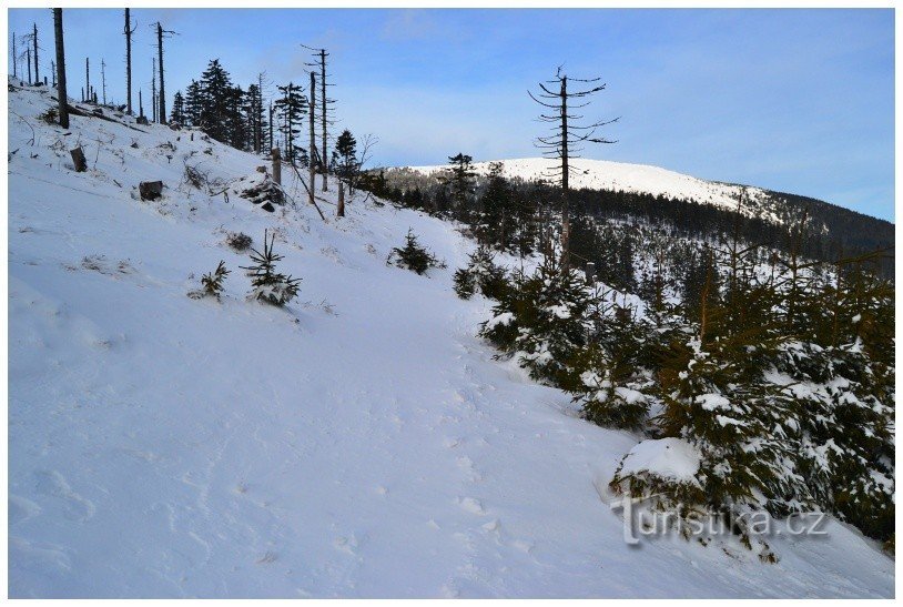 Coniglio pupazzo di neve 15.2.