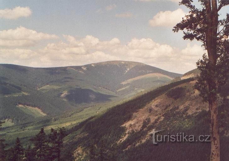 Кралицкий Снежник