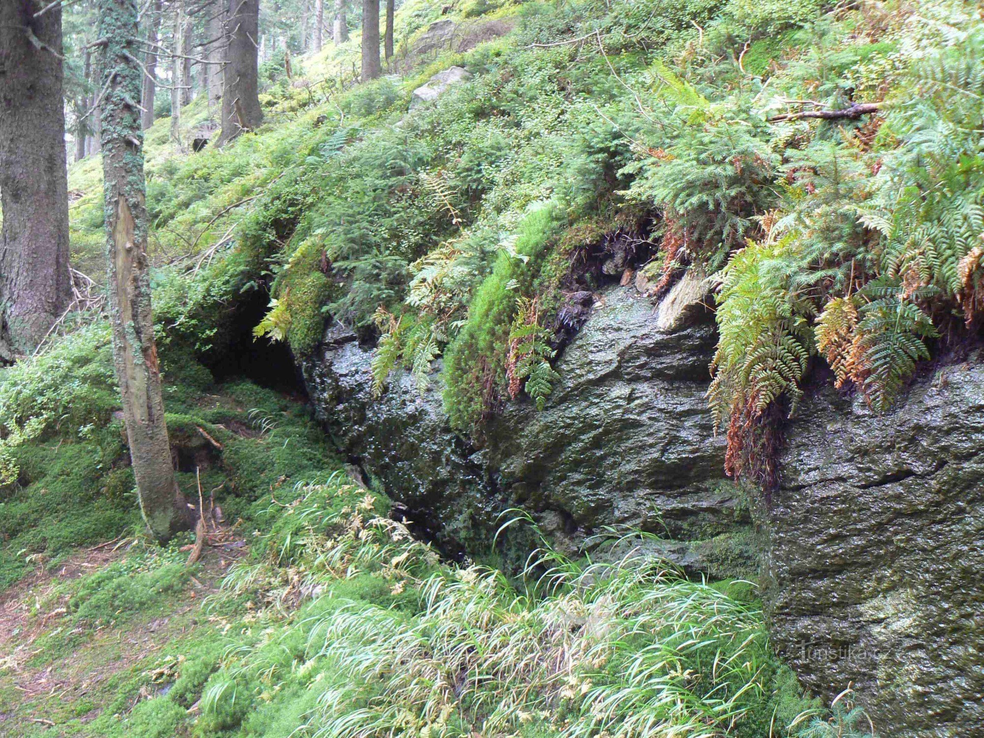 Kralicki Śnieżnik