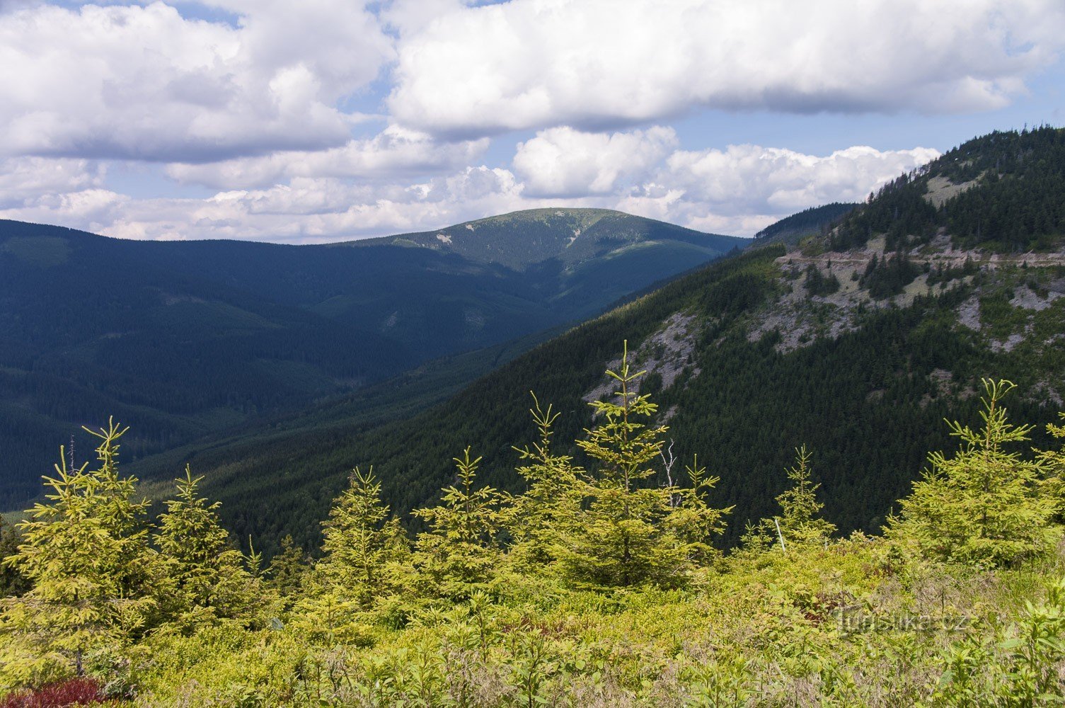 Кралицкий Снежник