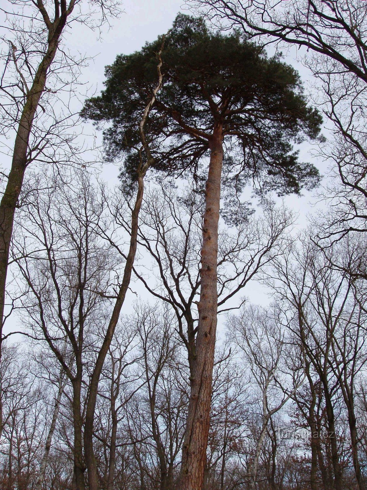 Krásná Pepina - únor 2006