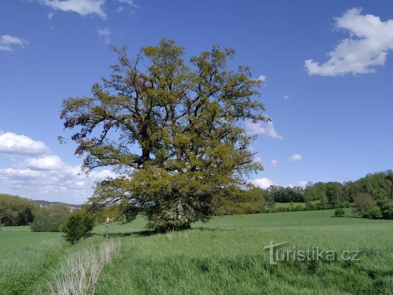 La belle couronne régulière et largement distribuée du chêne Vlkanecký