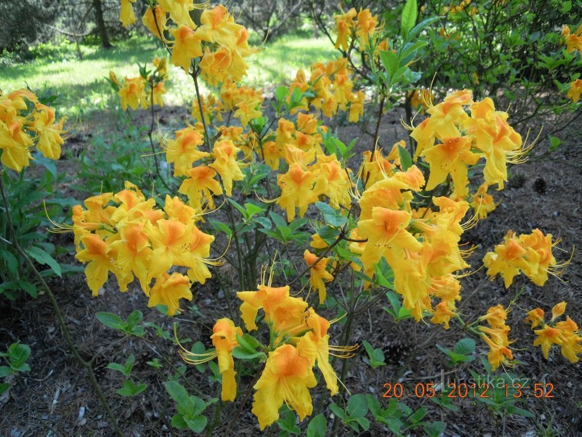 beautiful flowers, these have already faded slightly