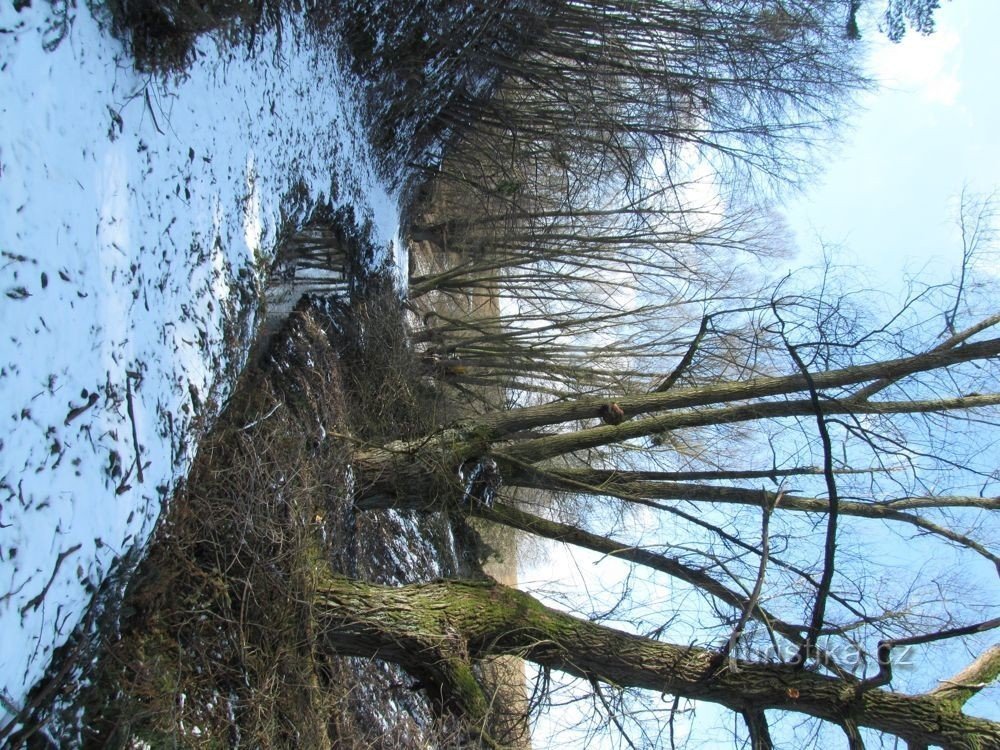 beautiful willows at the beginning of the gorge