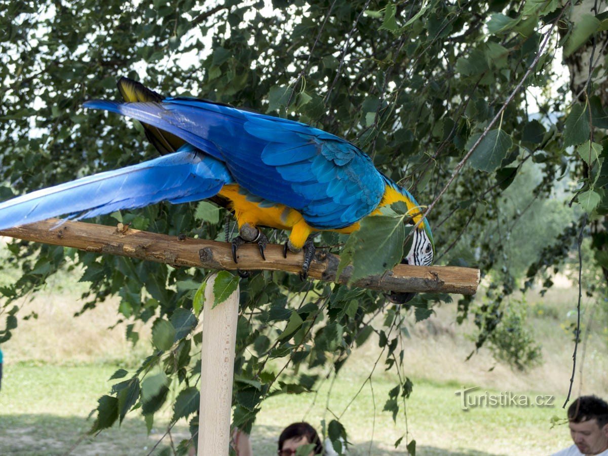 Beautiful parrots