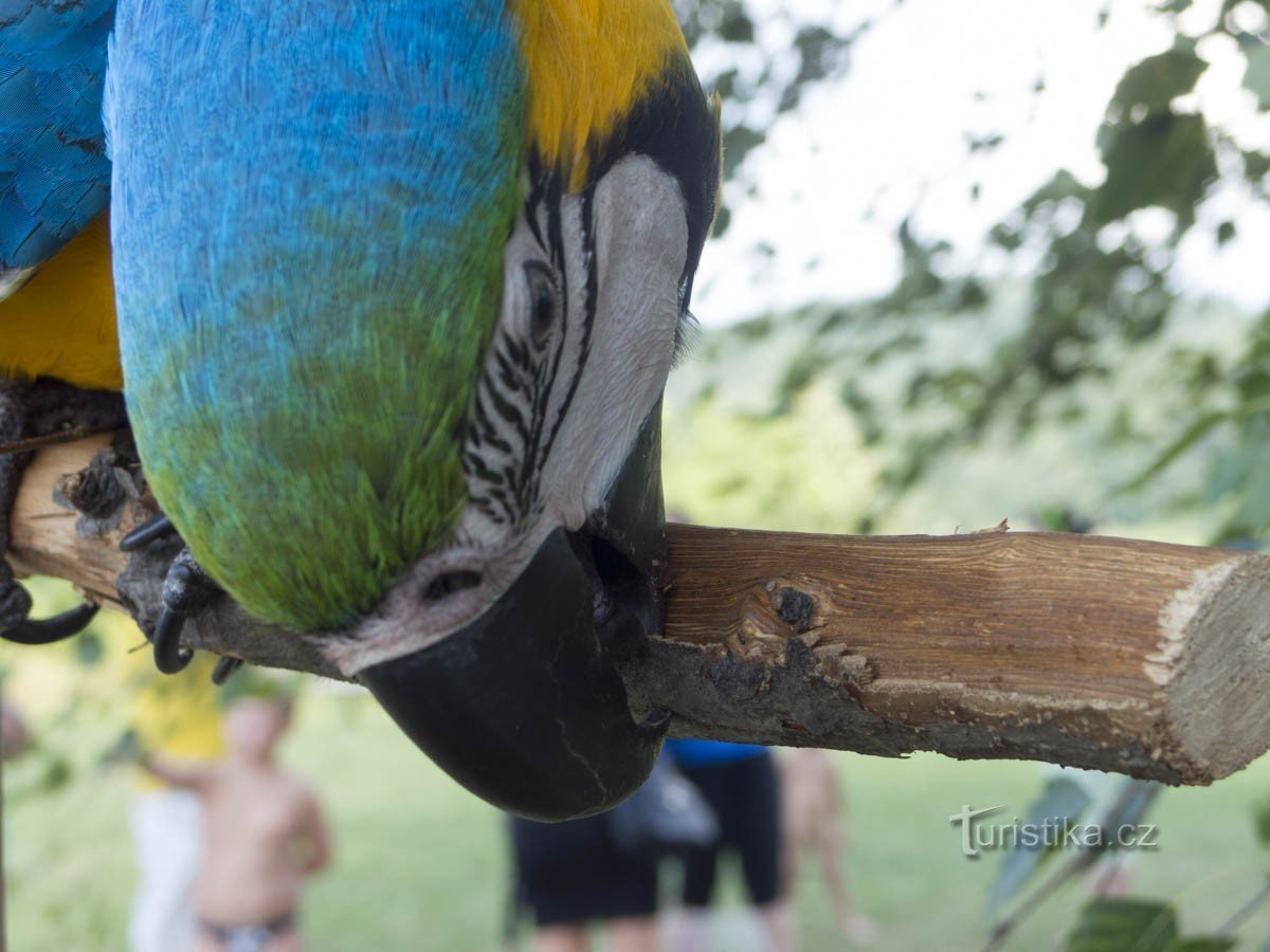 Beautiful parrots