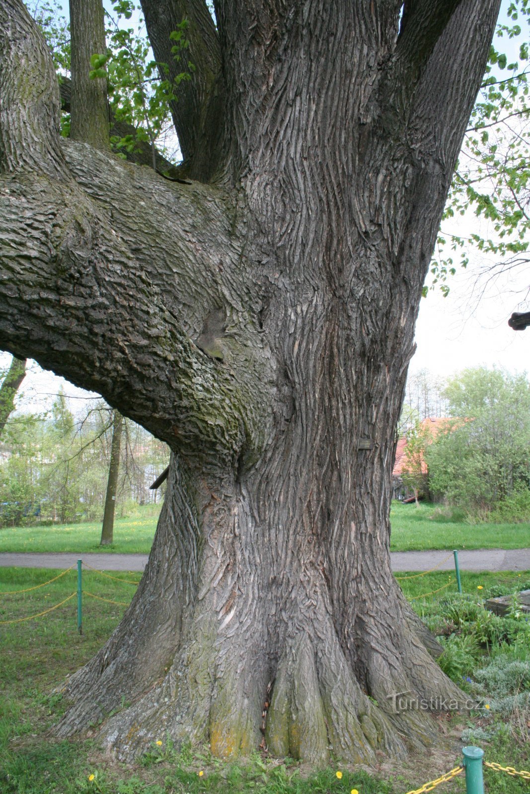 美しいシナノキの幹の枝は地面まで比較的低い位置にある