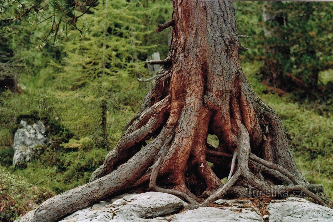 Một tác phẩm tuyệt đẹp, Vua của Šumava