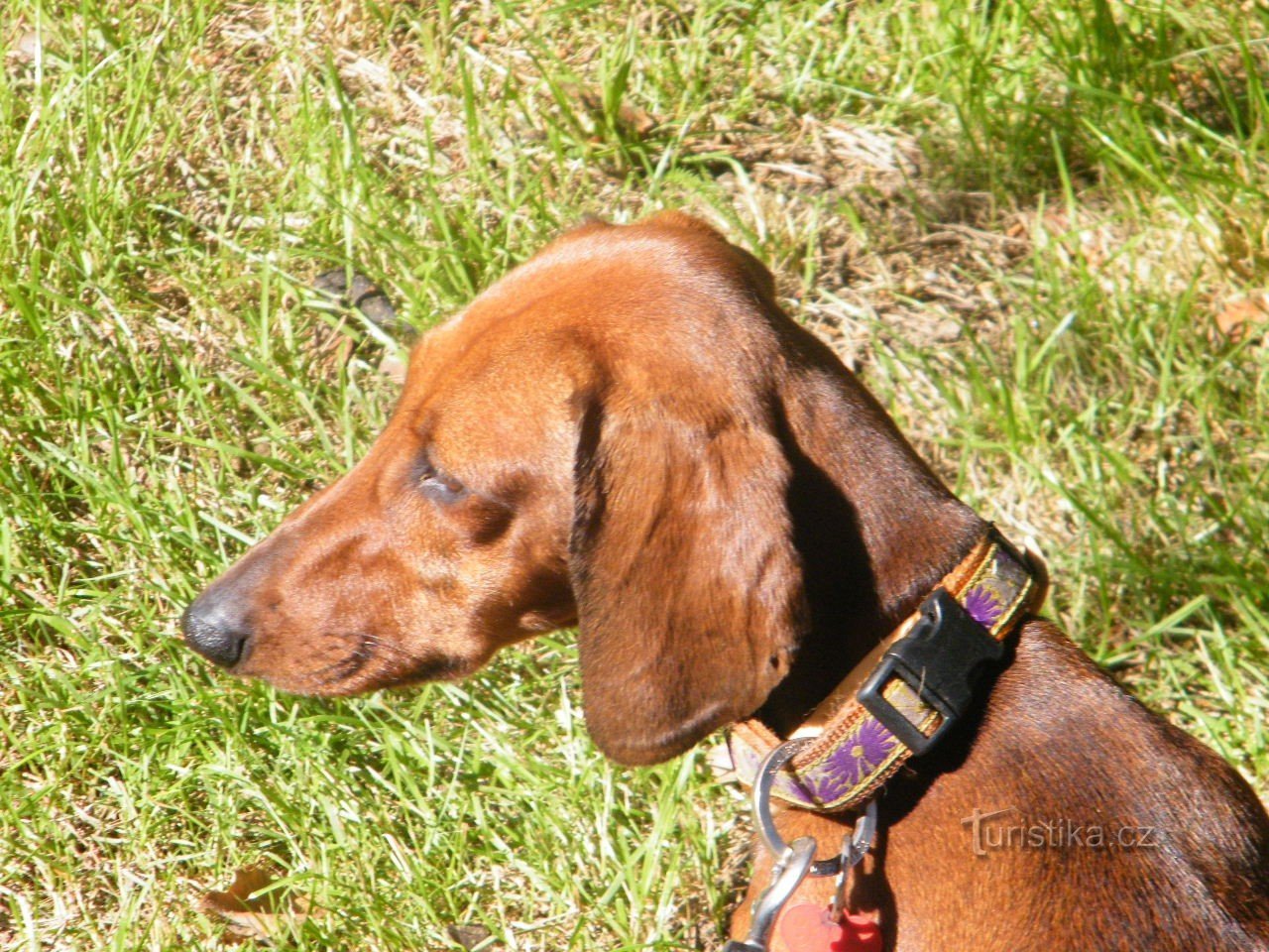 vacker men illaluktande hund