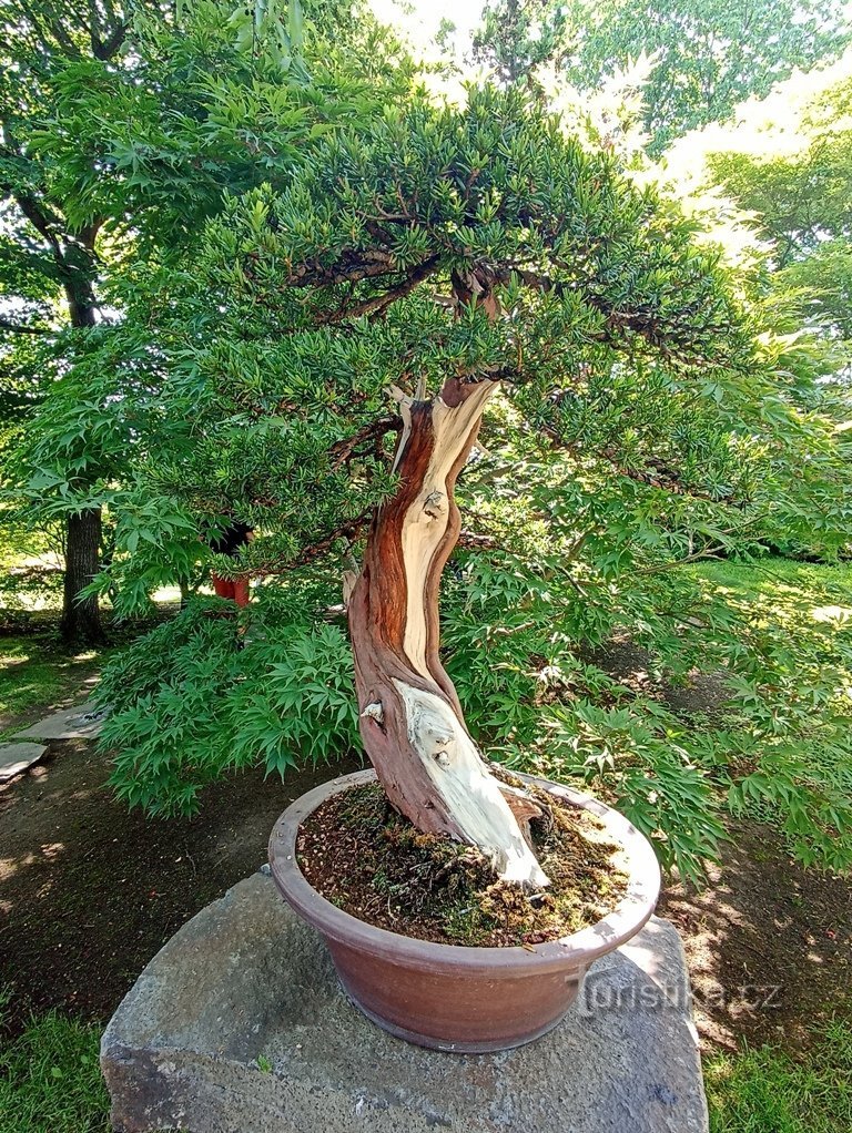 piękny minister - bonsai