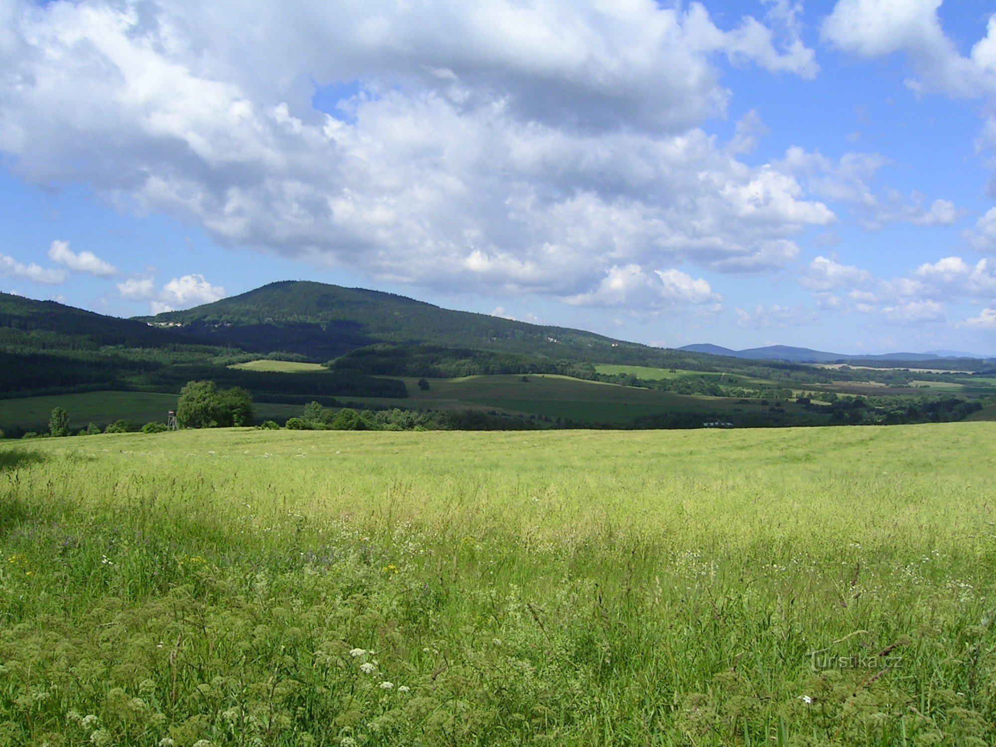 krava na planinu