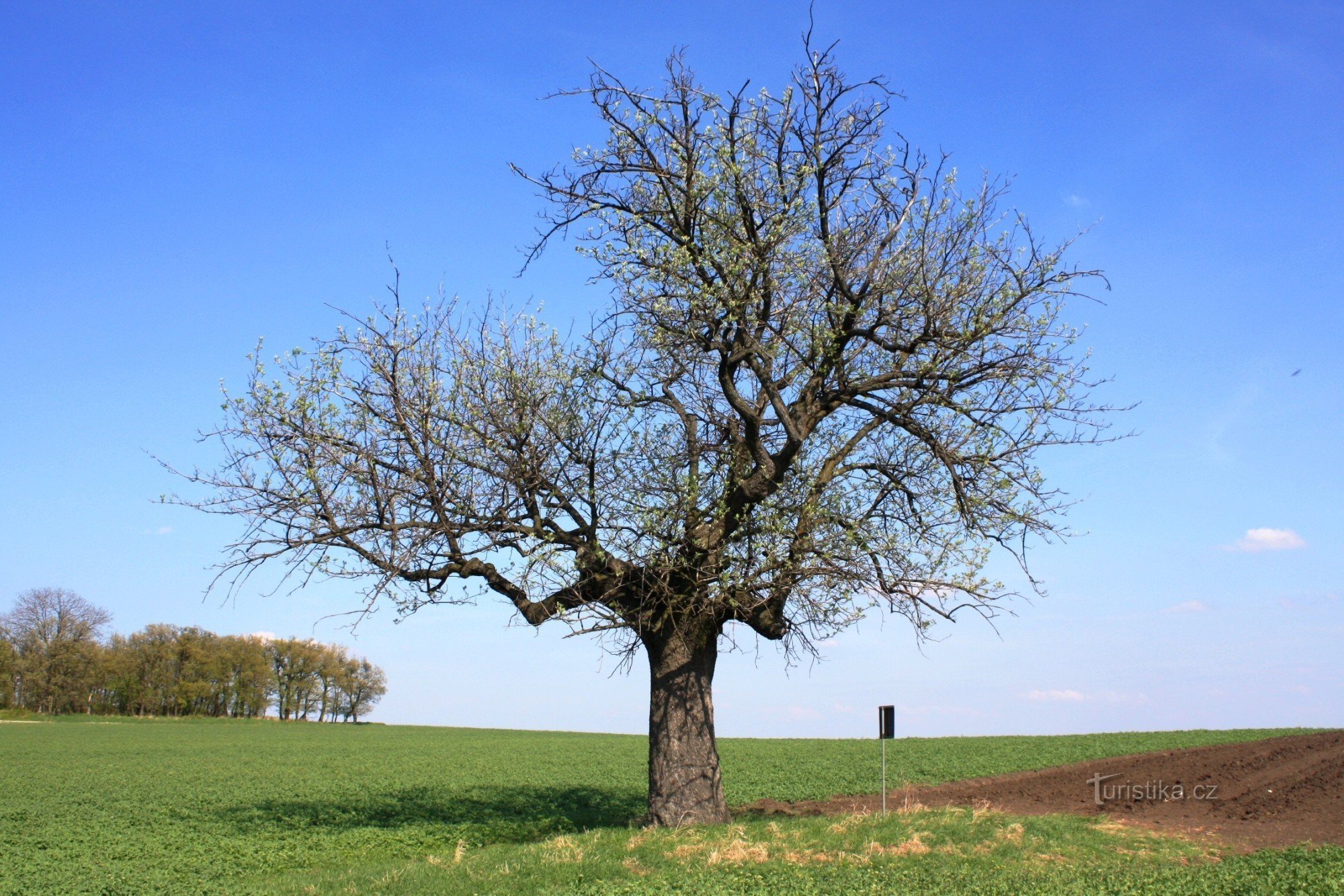 Kráví hora - braam