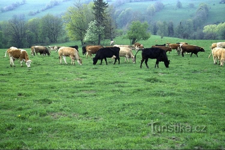 Kraví hora: Še vedno na rumeni cesti, malo stran od Malý Valštejn