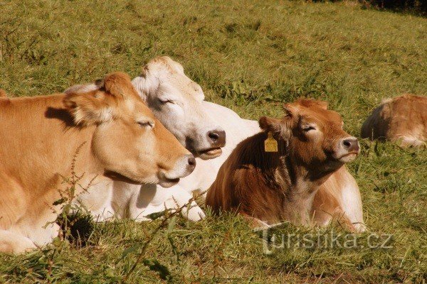 As vacas estão se aquecendo ao sol