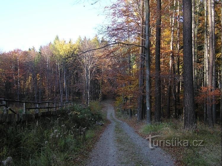 Křivý: Von der Kreuzung Maleník - Schlucht