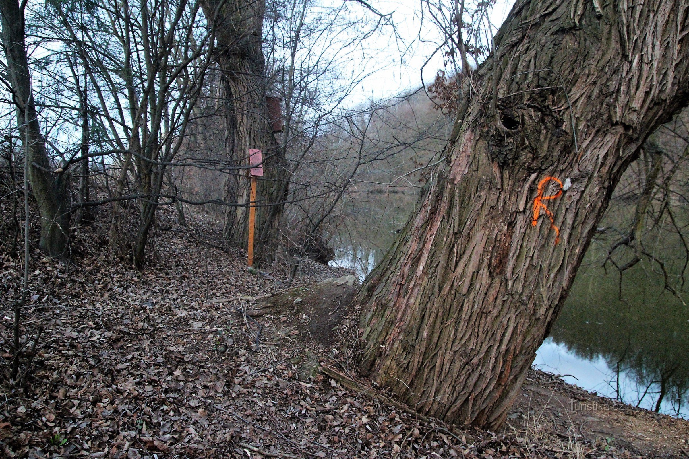 Het kruis is geplaatst tussen twee oude populieren aan de oever van de rivier Svratka