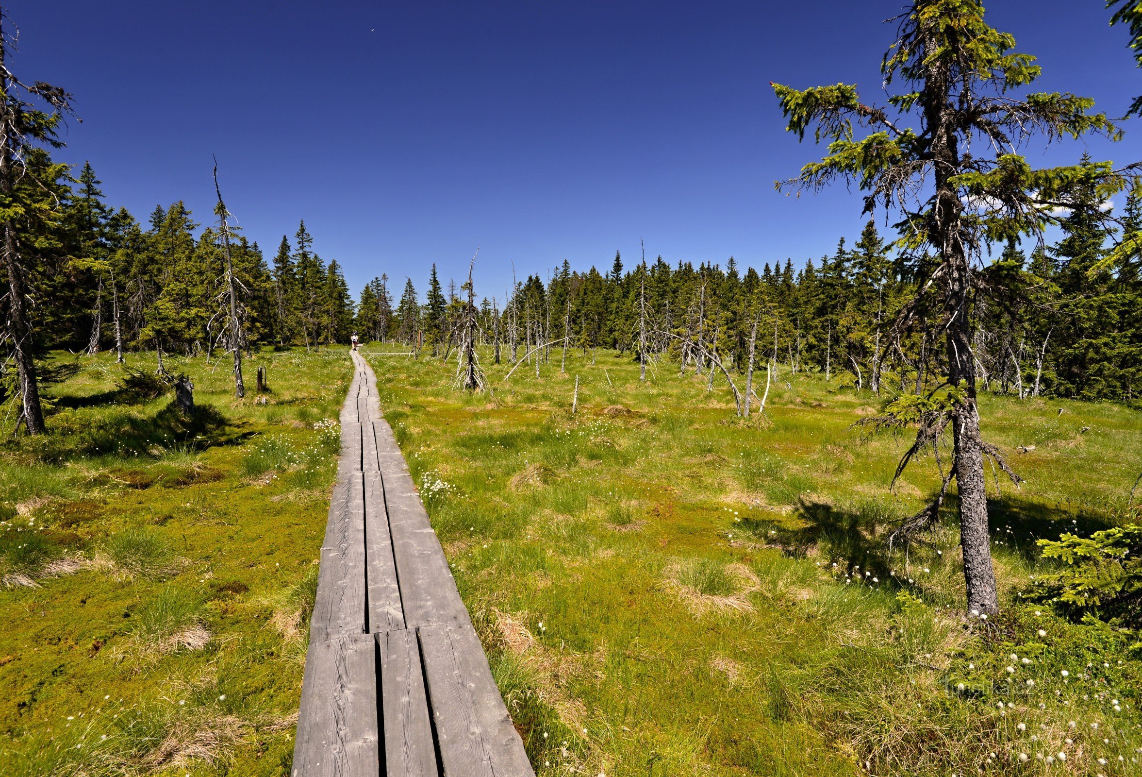 Krkonoše: pantanos de la Montaña Negra