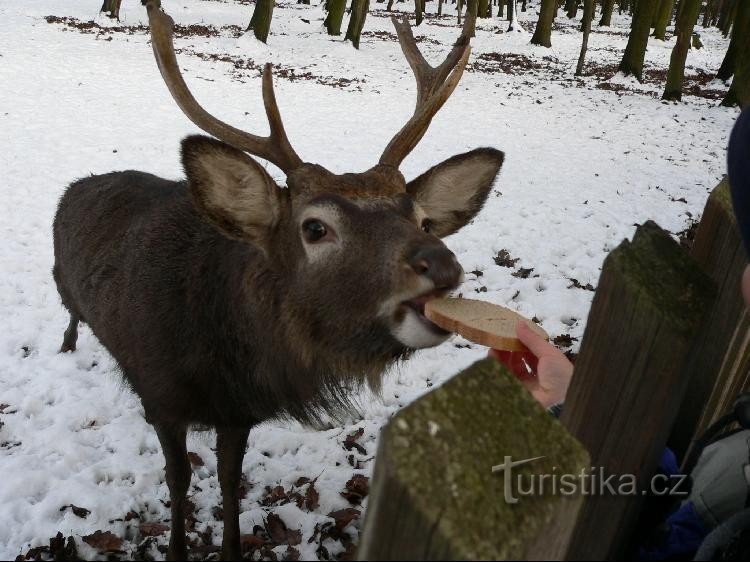 Hranjenje