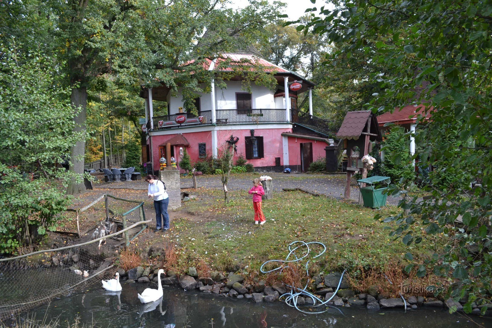 alimentando os cisnes