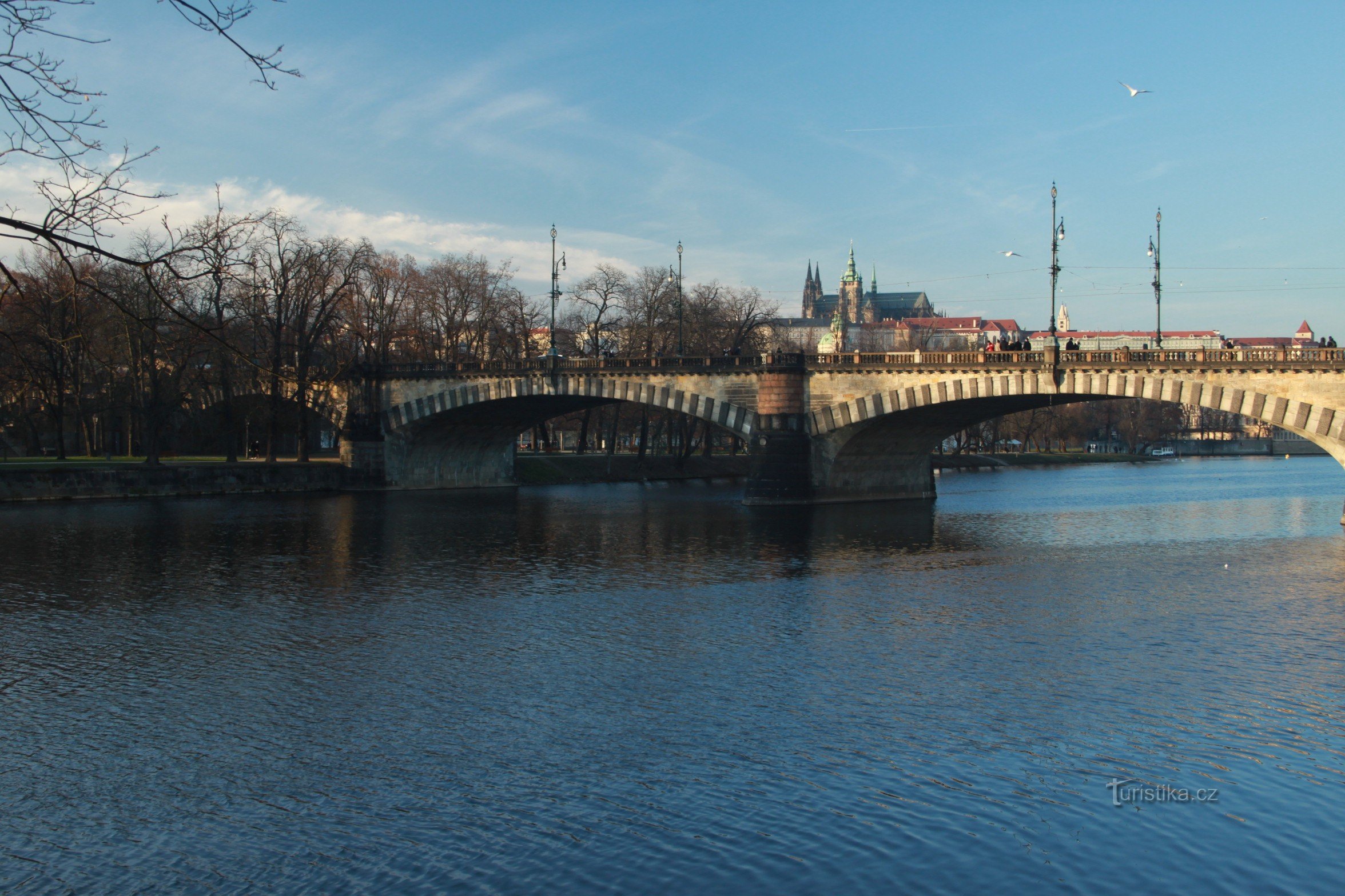 Feeding swans, ducks and seagulls on the banks of the Vltava