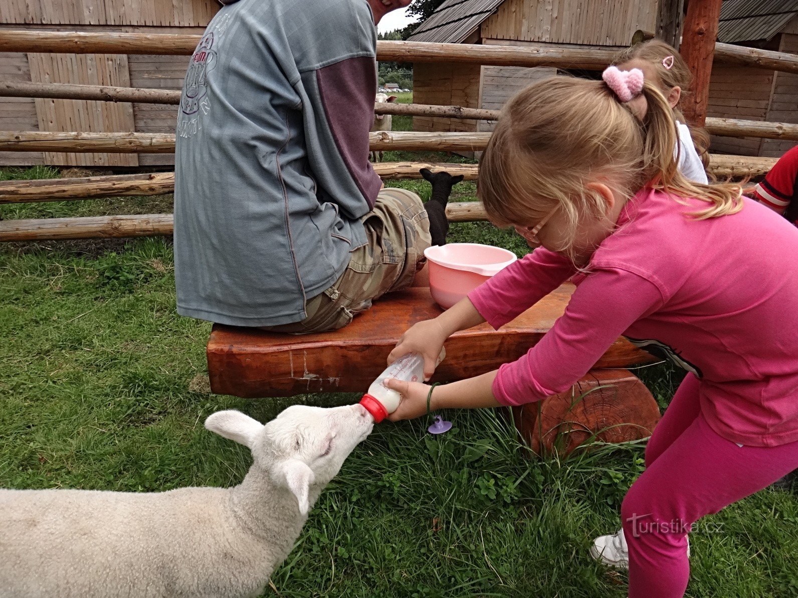 alimentando ovelhas