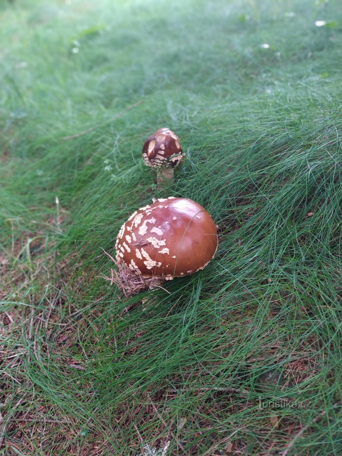 KRNAP - od Sedla pod Dvoračkami k Huťskému potoku