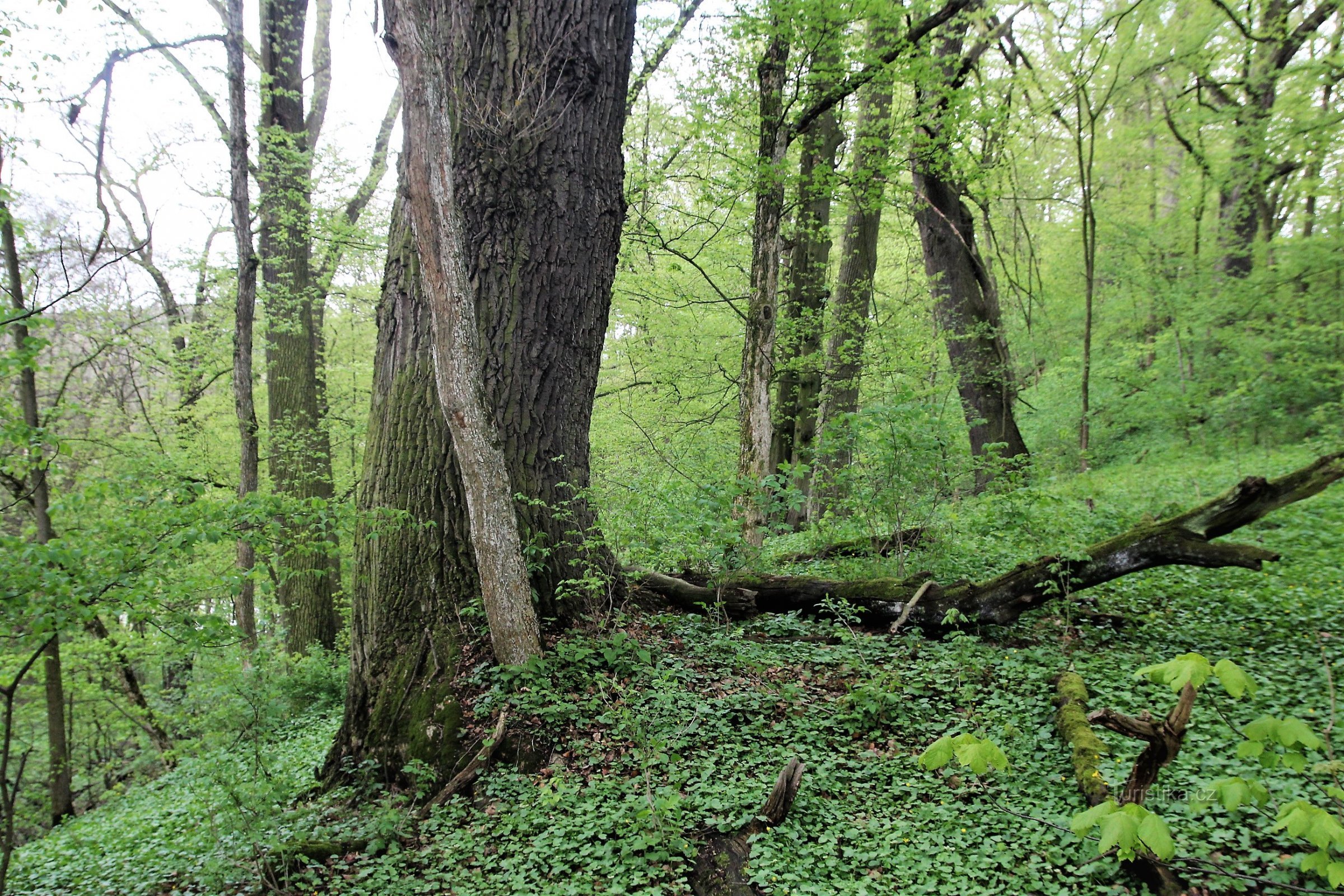 Krnovec - rezervație naturală