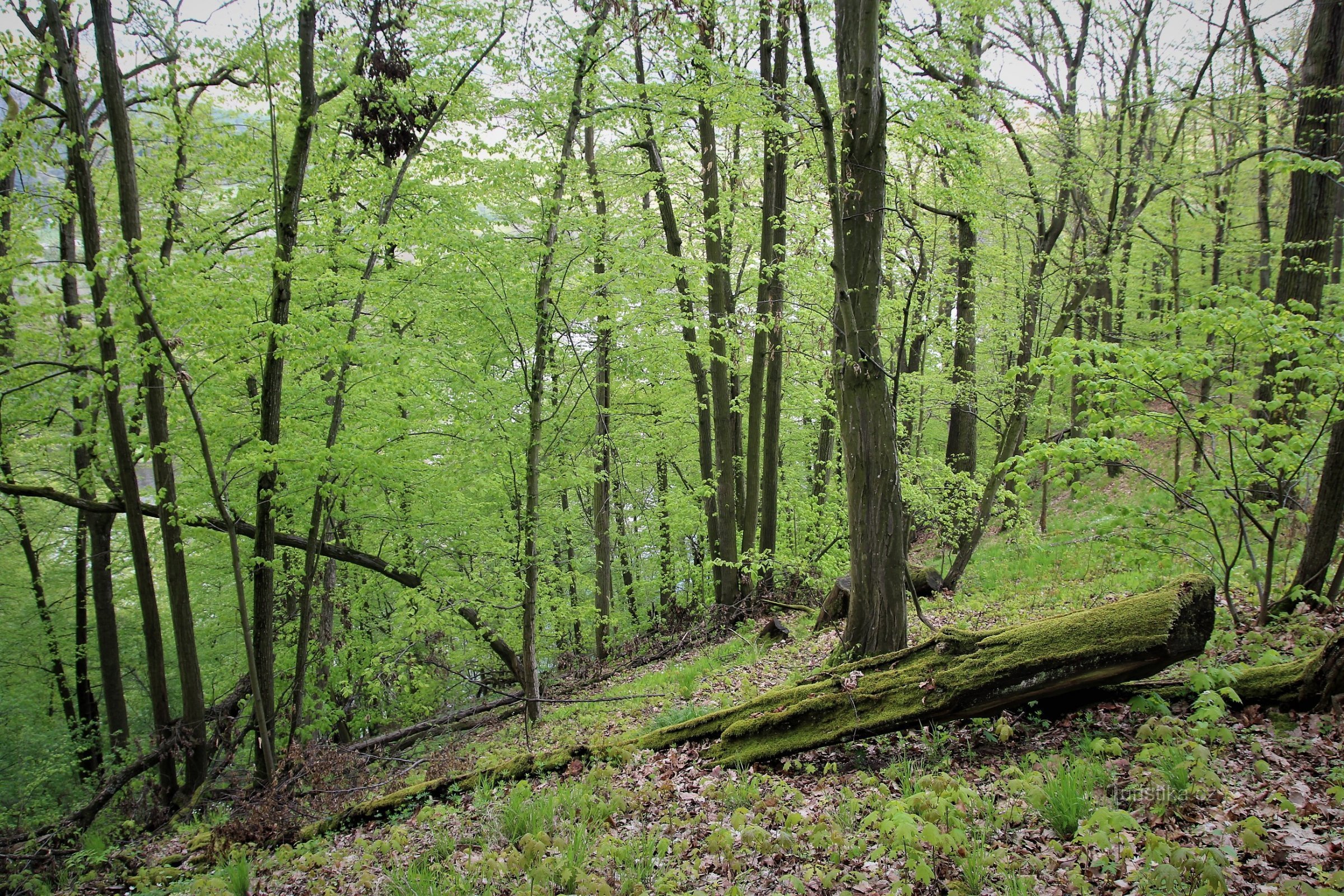 Krnovec - természetvédelmi terület