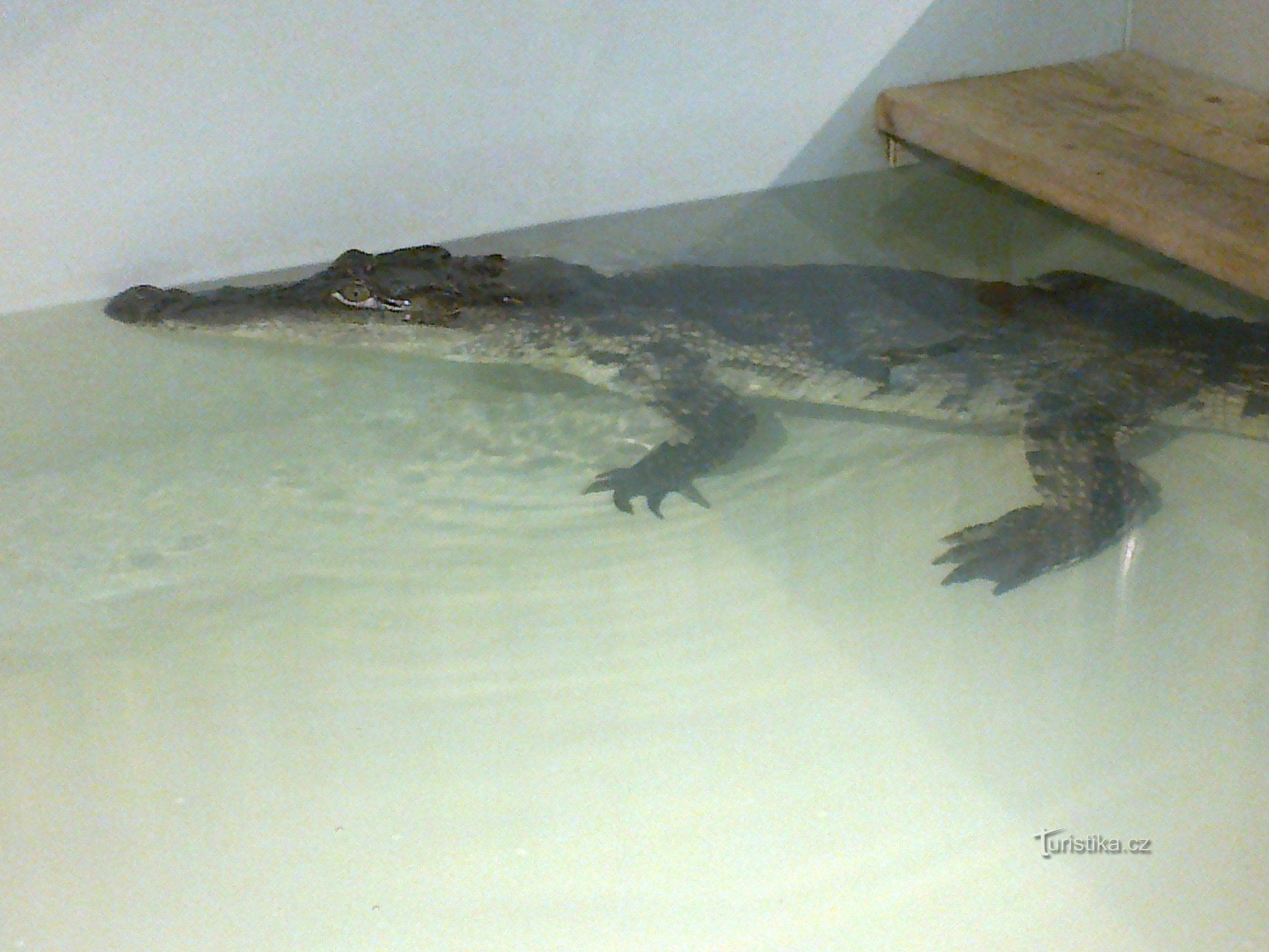 Crocodile