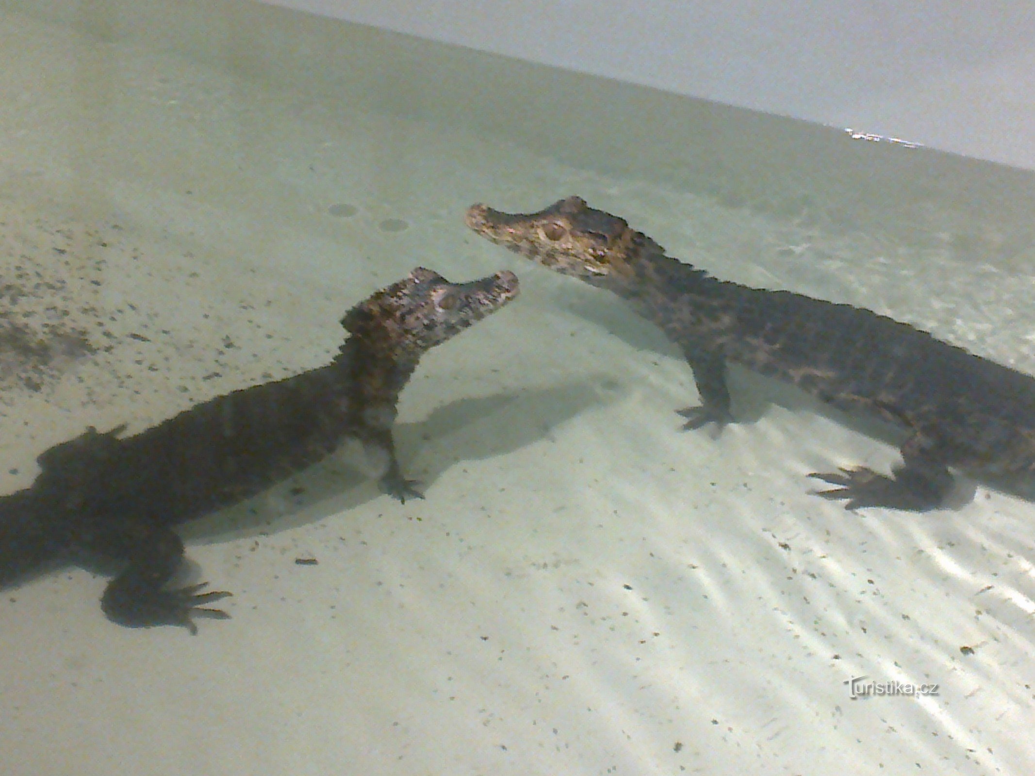 Krokodiler