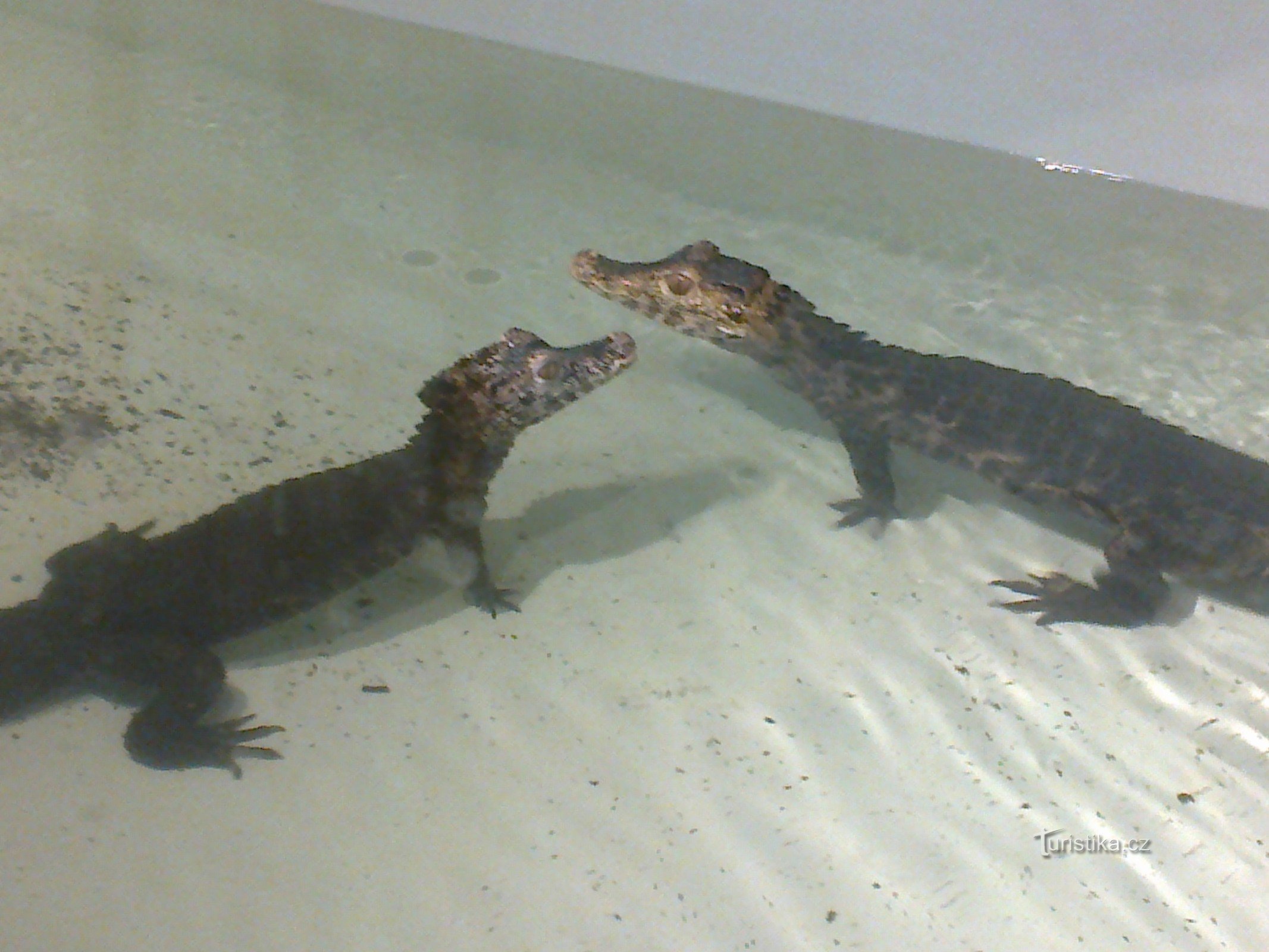 Crocodiles